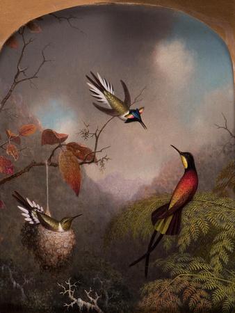 Hummingbirds: Two 'Sungems' and a 'Crimson Topaz', 1866