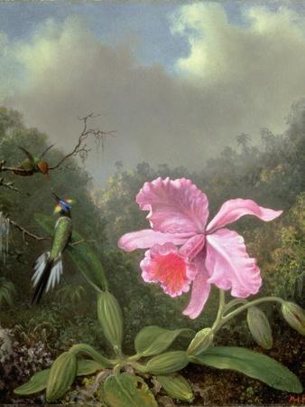 Still Life with an Orchid and a Pair of Hummingbirds, C.1890S