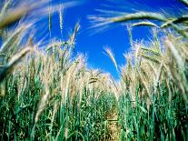 Barley Field in July, Denmark-Martin Lladó-Photographic Print