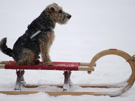 Photographic Print, , large