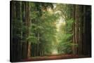 Stretched Canvas