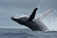 Humpback Whale, Megaptera Novaeangliae, Vava'u Island, Tonga-Martin Prochazkacz-Photographic Print