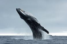 Humpback Whale, Megaptera Novaeangliae, Vava'u Island, Tonga-Martin Prochazkacz-Photographic Print