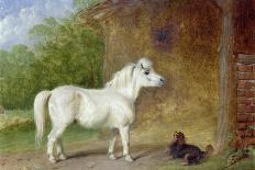 Head of a Grey Arabian Horse-Martin Theodore Ward-Mounted Giclee Print