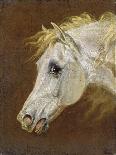 Head of a Grey Arabian Horse-Martin Theodore Ward-Mounted Giclee Print