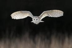 Barn Owl (Tyto alba) adult, in flight, hunting over meadow, Leicestershire-Martin Withers-Photographic Print