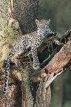 Leopard (Panthera pardus) adult, laying on branch of Yellow-barked Acacia, Lake Nakuru, Kenya-Martin Withers-Photographic Print