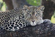 Leopard (Panthera pardus) adult, laying on branch, Samburu, Kenya-Martin Withers-Photographic Print