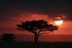 Tree silhouetted at sunset, Masai Mara, Kenya-Martin Withers-Photographic Print