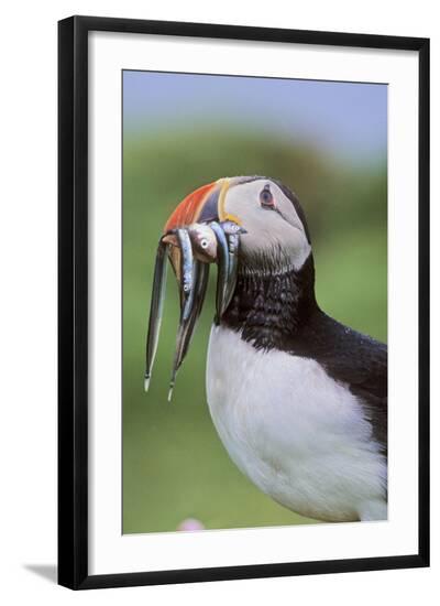 Photographic Print, , large