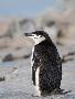 Laminate