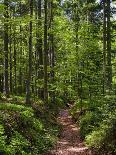 Hiking trail in primeval forest in the Bavarian Forest NP near Sankt Oswald. Germany, Bavaria.-Martin Zwick-Photographic Print