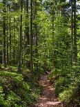 Forest floor. Primeval forest in the Bavarian Forest NP near Sankt Oswald. Germany, Bavaria.-Martin Zwick-Photographic Print