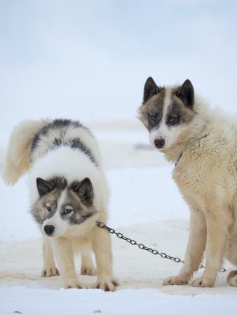 Sled dogs on sea ice near Uummannaq in northern West Greenland beyond the Arctic Circle