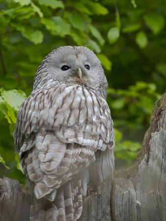 Ural owl. Adult at entrance of nest in hole of a tree. Enclosure in the Bavarian Forest NP, Germany