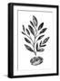 Black Frame