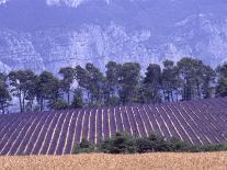 Lavender Fields in Provence-Martina Meuth-Mounted Photographic Print