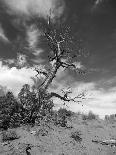 Ice in the Jemez River-Martina Roth Kunst-Foto-Design-Stretched Canvas