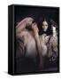 Martine Beswick-null-Framed Stretched Canvas