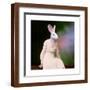 Brown Frame
