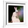 Gramercy White