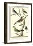 Martinet Bird Family I-Martinet-Framed Art Print