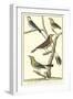 Martinet Bird Family I-Martinet-Framed Art Print