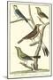 Martinet Bird Family I-Martinet-Mounted Art Print