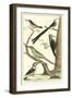 Martinet Bird Family III-Martinet-Framed Art Print