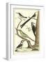 Martinet Bird Family III-Martinet-Framed Art Print