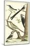 Martinet Bird Family III-Martinet-Mounted Art Print