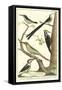 Martinet Bird Family III-Martinet-Framed Stretched Canvas