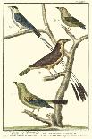 Martinet Bird Family I-Martinet-Art Print