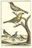 Martinet Bird Family I-Martinet-Art Print