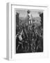 Martyrdom of St Sebastian, 1473-1475-Hotelin-Framed Giclee Print