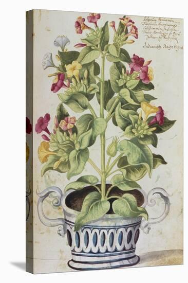 Marvel of Peru, Mirabilis Jalapa, in a Blue and White Pot. from 'Camerarius Florilegium'-Joachim Camerarius-Stretched Canvas