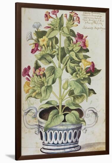 Marvel of Peru, Mirabilis Jalapa, in a Blue and White Pot. from 'Camerarius Florilegium'-Joachim Camerarius-Framed Giclee Print