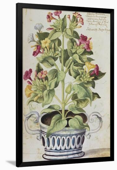 Marvel of Peru, Mirabilis Jalapa, in a Blue and White Pot. from 'Camerarius Florilegium'-Joachim Camerarius-Framed Giclee Print