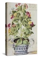 Marvel of Peru, Mirabilis Jalapa, in a Blue and White Pot. from 'Camerarius Florilegium'-Joachim Camerarius-Stretched Canvas