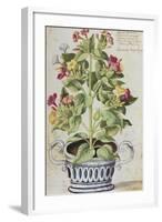 Marvel of Peru, Mirabilis Jalapa, in a Blue and White Pot. from 'Camerarius Florilegium'-Joachim Camerarius-Framed Giclee Print