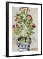 Marvel of Peru, Mirabilis Jalapa, in a Blue and White Pot. from 'Camerarius Florilegium'-Joachim Camerarius-Framed Giclee Print