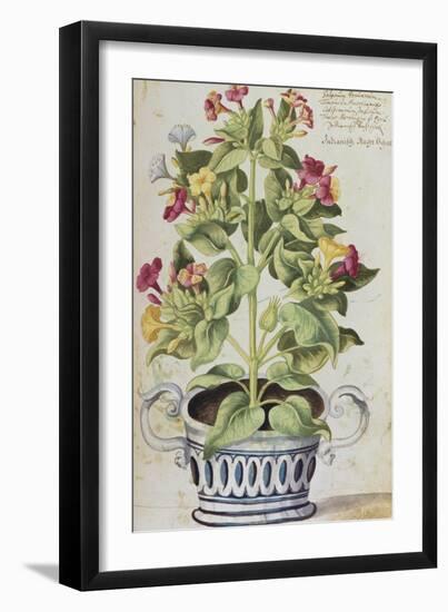 Marvel of Peru, Mirabilis Jalapa, in a Blue and White Pot. from 'Camerarius Florilegium'-Joachim Camerarius-Framed Giclee Print