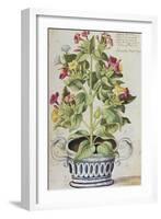 Marvel of Peru, Mirabilis Jalapa, in a Blue and White Pot. from 'Camerarius Florilegium'-Joachim Camerarius-Framed Giclee Print