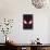 Marvel's Spider-Man: Miles Morales - Face-Trends International-Stretched Canvas displayed on a wall