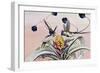 Marvellous Spatuletail (Loddigesia Mirabilis), Trochilidae-null-Framed Giclee Print