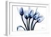 Marvelous Indigo Tulips 2-Albert Koetsier-Framed Art Print