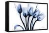 Marvelous Indigo Tulips 2-Albert Koetsier-Framed Stretched Canvas