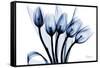 Marvelous Indigo Tulips 2-Albert Koetsier-Framed Stretched Canvas