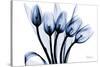 Marvelous Indigo Tulips 2-Albert Koetsier-Stretched Canvas