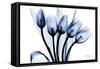 Marvelous Indigo Tulips 2-Albert Koetsier-Framed Stretched Canvas